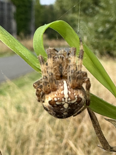 Cross Orbweaver