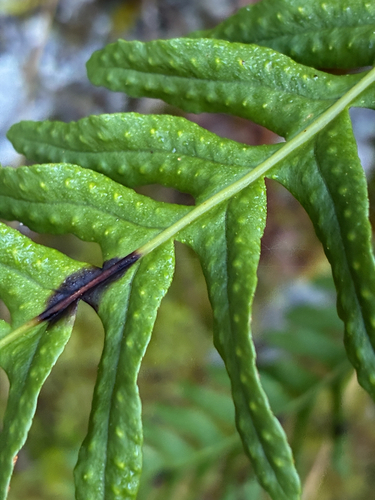 common polypody