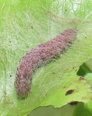 Zamarada plana denticincta