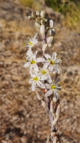 sea squill