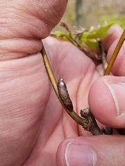 Amphibolips ellipsoidalis