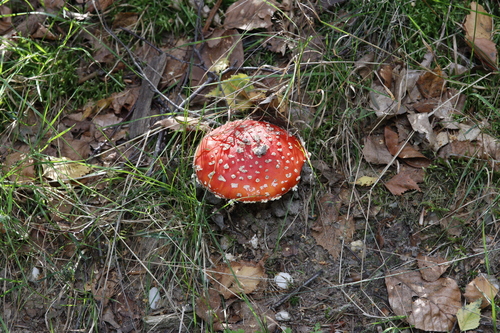 Fly Agaric