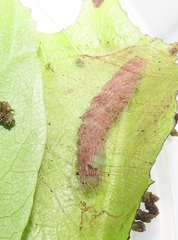 Zamarada plana denticincta