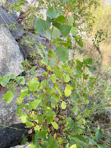 Populus nigra, photograph 6