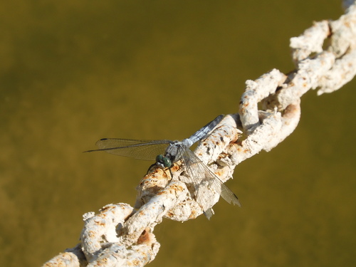 White-tailed Skimmer