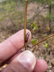 Amphibolips ellipsoidalis