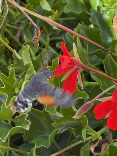 Eurasian Hummingbird Hawkmoth