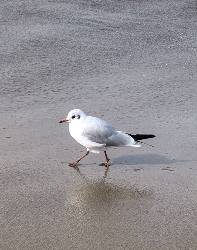 Black-headed Gull