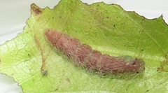 Zamarada plana denticincta