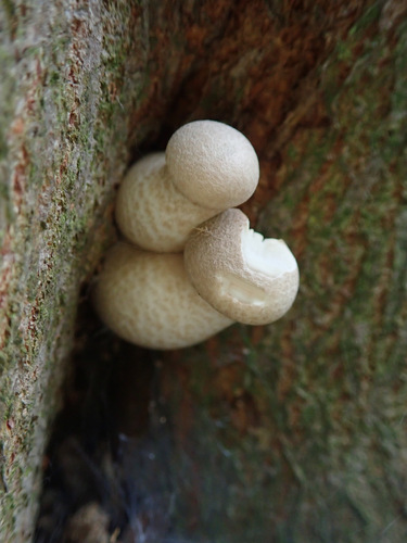 Veiled Oyster