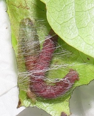 Zamarada plana denticincta