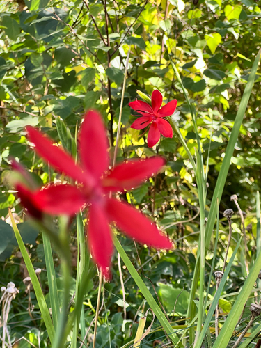 Scarlet River Lily
