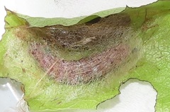 Zamarada plana denticincta