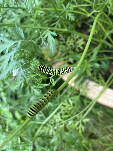 Eastern Black Swallowtail