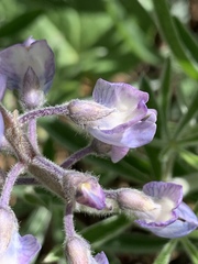 Lupinus bingenensis