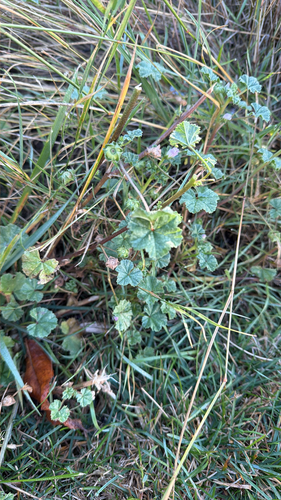 dwarf mallow