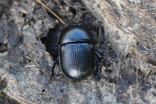 Common Dumbledore Beetle