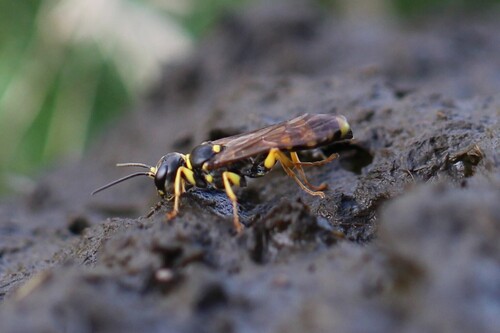 Field digger wasp