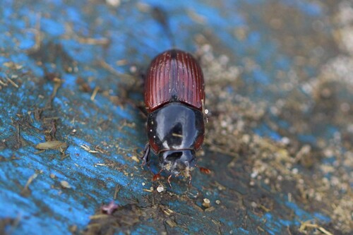Rhodaphodius foetens
