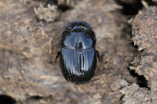 Copris lunaris