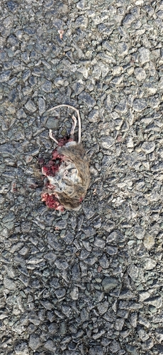 European Wood Mouse