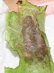 Zamarada plana denticincta