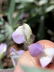 Lupinus bingenensis