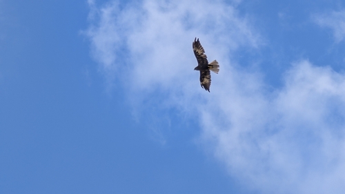 Western Marsh Harrier