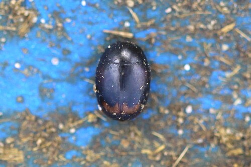 Sphaeridium scarabaeoides
