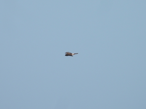 Hen Harrier