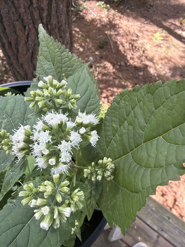 white snakeroot