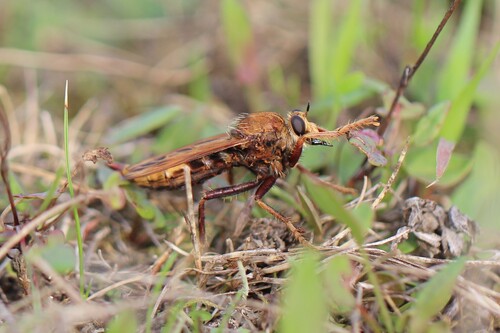 Hornet Robber Fly