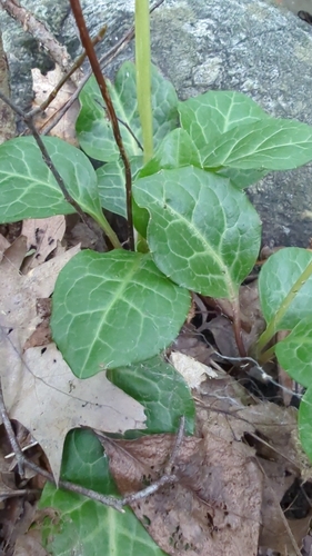 American wintergreen