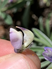 Lupinus bingenensis