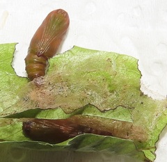 Zamarada plana denticincta