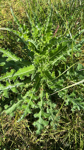 prickly sowthistle