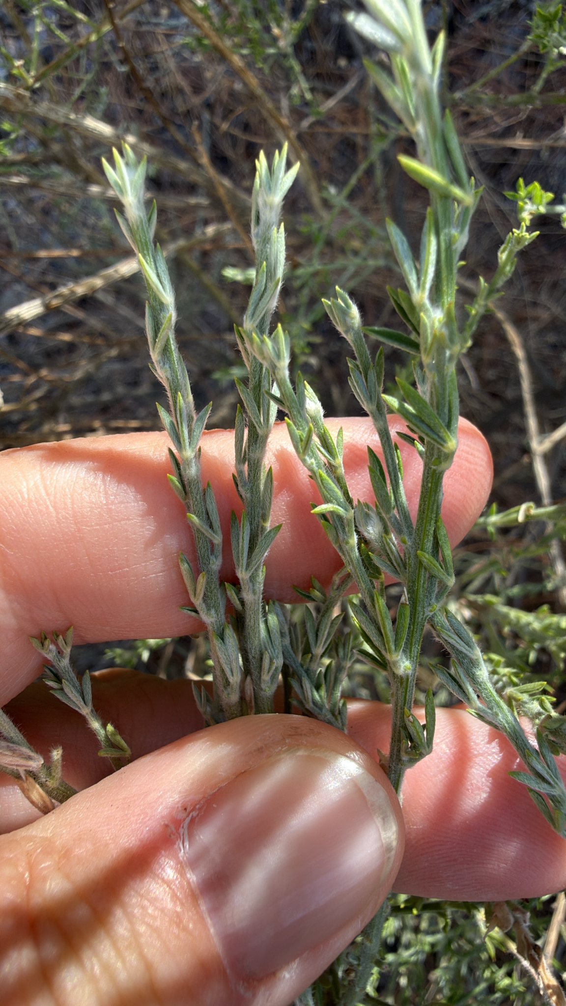 Genista microphylla
