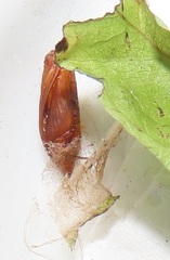 Zamarada plana denticincta