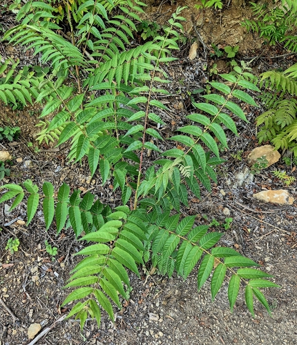 tree-of-heaven