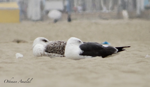 Lesser Black-backed Gull