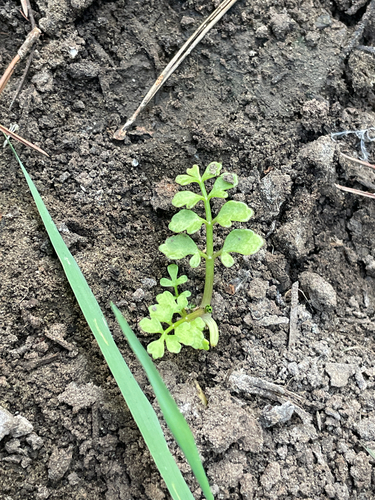 Fool's Watercress