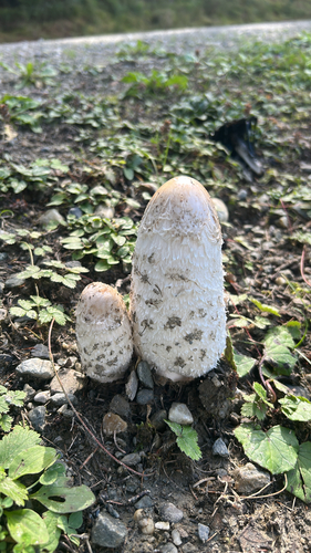 Shaggy Mane
