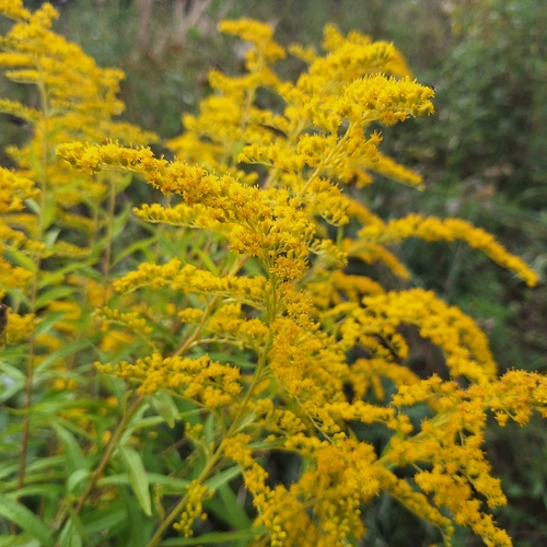 Canada goldenrod