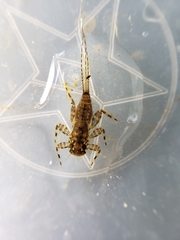 Maccaffertium modestum