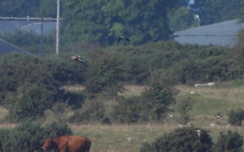 Western Marsh Harrier