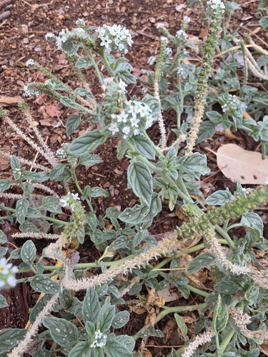 European heliotrope