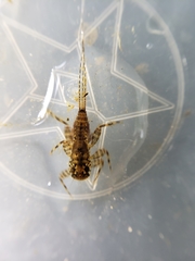 Maccaffertium modestum