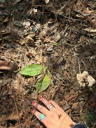 common elephant's-foot