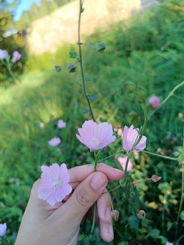 Malva tournefortiana