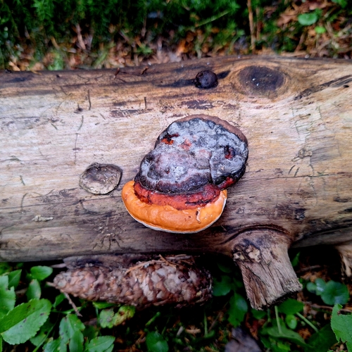 Red-banded Polypore
